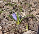 Crocus vernus