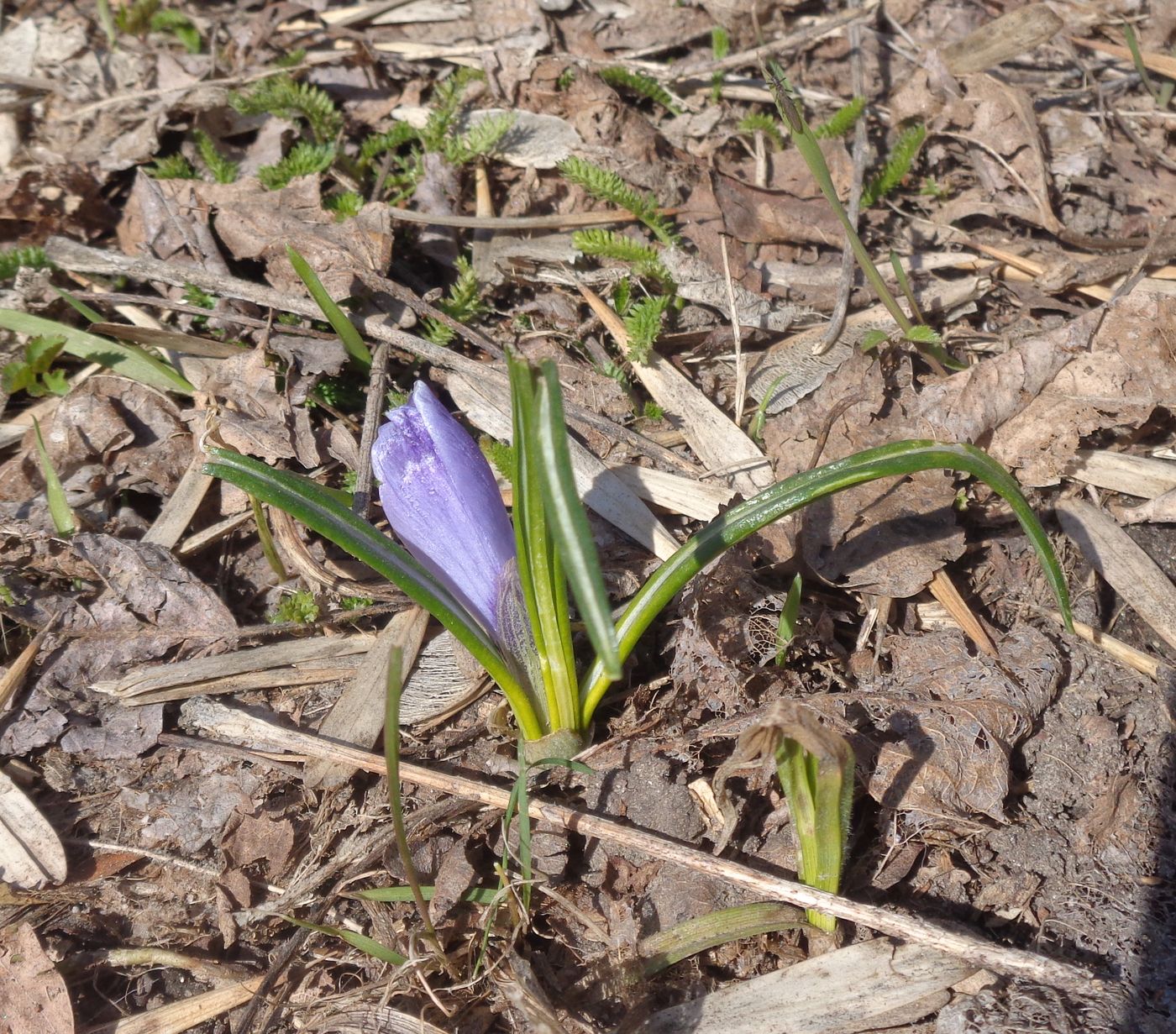 Изображение особи Crocus vernus.