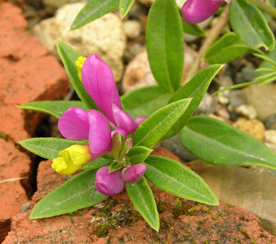 Изображение особи Polygala chamaebuxus.