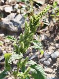 Amaranthus retroflexus. Верхушка цветущего растения. Республика Татарстан, Камско-Устьинский р-н, с. Камское Устье, берег р. Волга у причала. 05.08.2018.