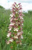 Orchis × wulffiana гибридный подвид suckowii