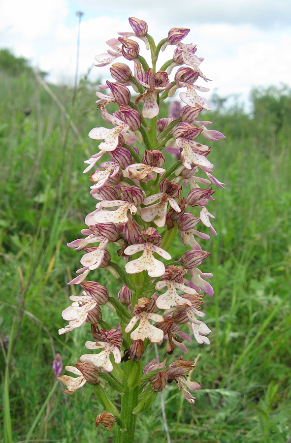 Изображение особи Orchis &times; wulffiana nothosubsp. suckowii.