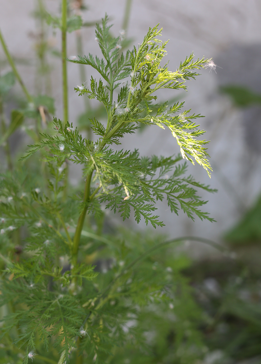 Изображение особи семейство Asteraceae.