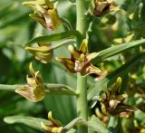 Epipactis veratrifolia. Часть побега с цветками. Республика Кипр, Троодос, ≈ 1300 м н.у.м., крутой склон. 17.06.2019.