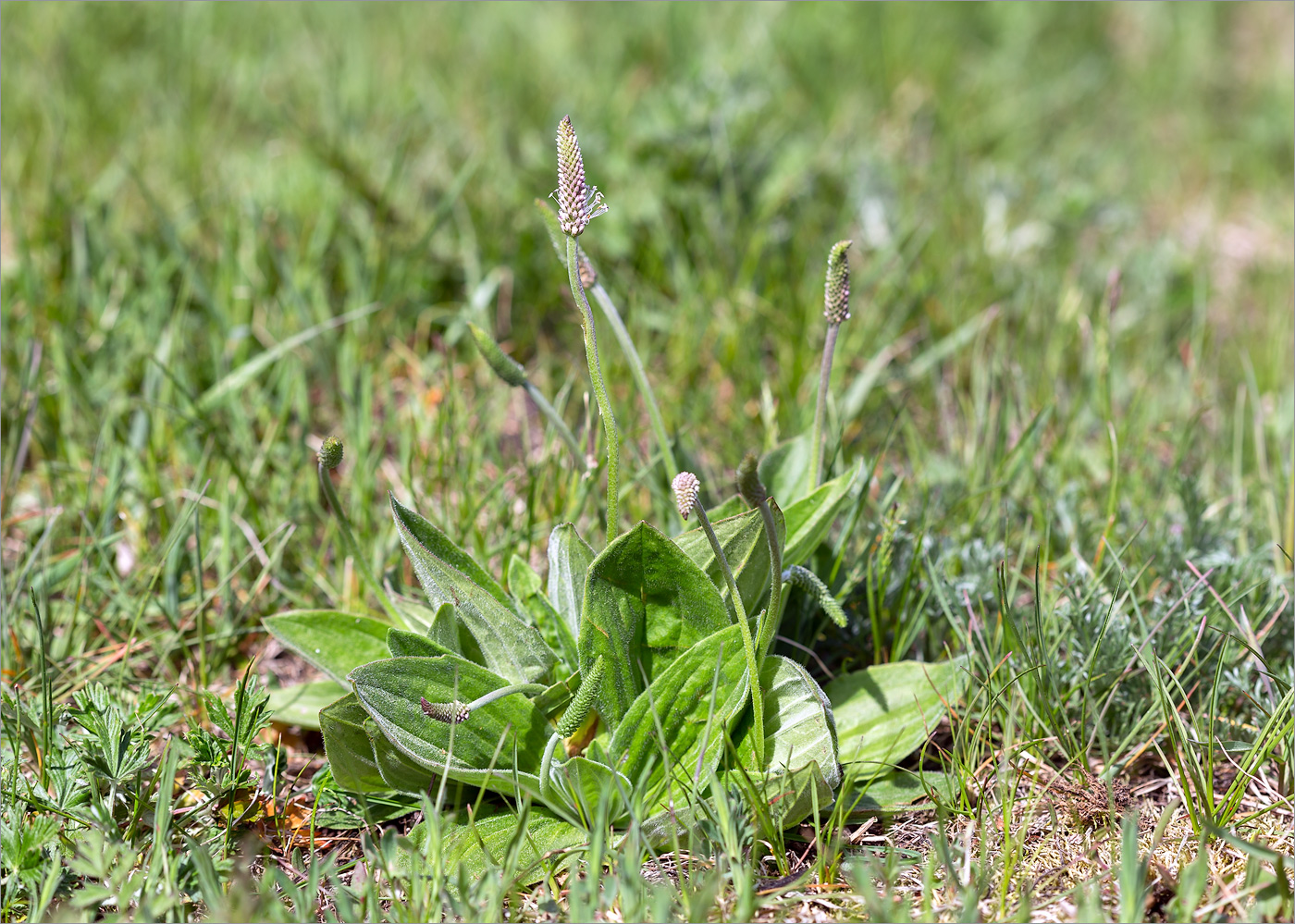 Изображение особи Plantago media.