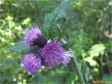 Cirsium waldsteinii. Верхушка побега с соцветием. Украина, Ивано-Франковская обл., Украинские Карпаты, хребет Черногора, подножье горы Говерла, 1500 м н.у.м., берег ручья. 26.06.2019.