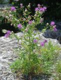 Centaurea deusta. Цветущее растение. Сан-Марино. 22.06.2010.