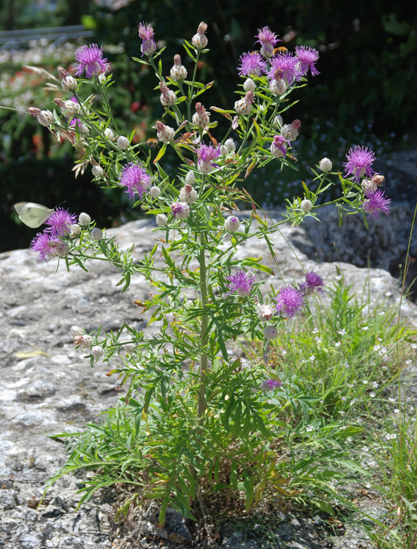 Изображение особи Centaurea deusta.