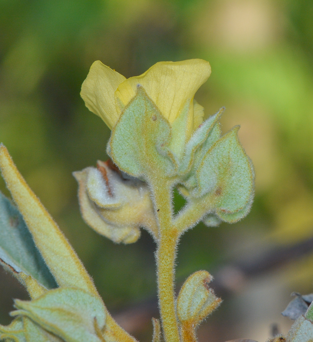 Image of genus Abutilon specimen.