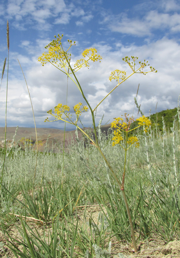 Изображение особи Ferula caspica.