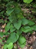 Campanula alliariifolia. Нижняя часть побега. Карачаево-Черкесия, Урупский р-н, 7 км к северу от пос. Рожкао, широколиственный лес, у ручья. 4 августа 2019 г.