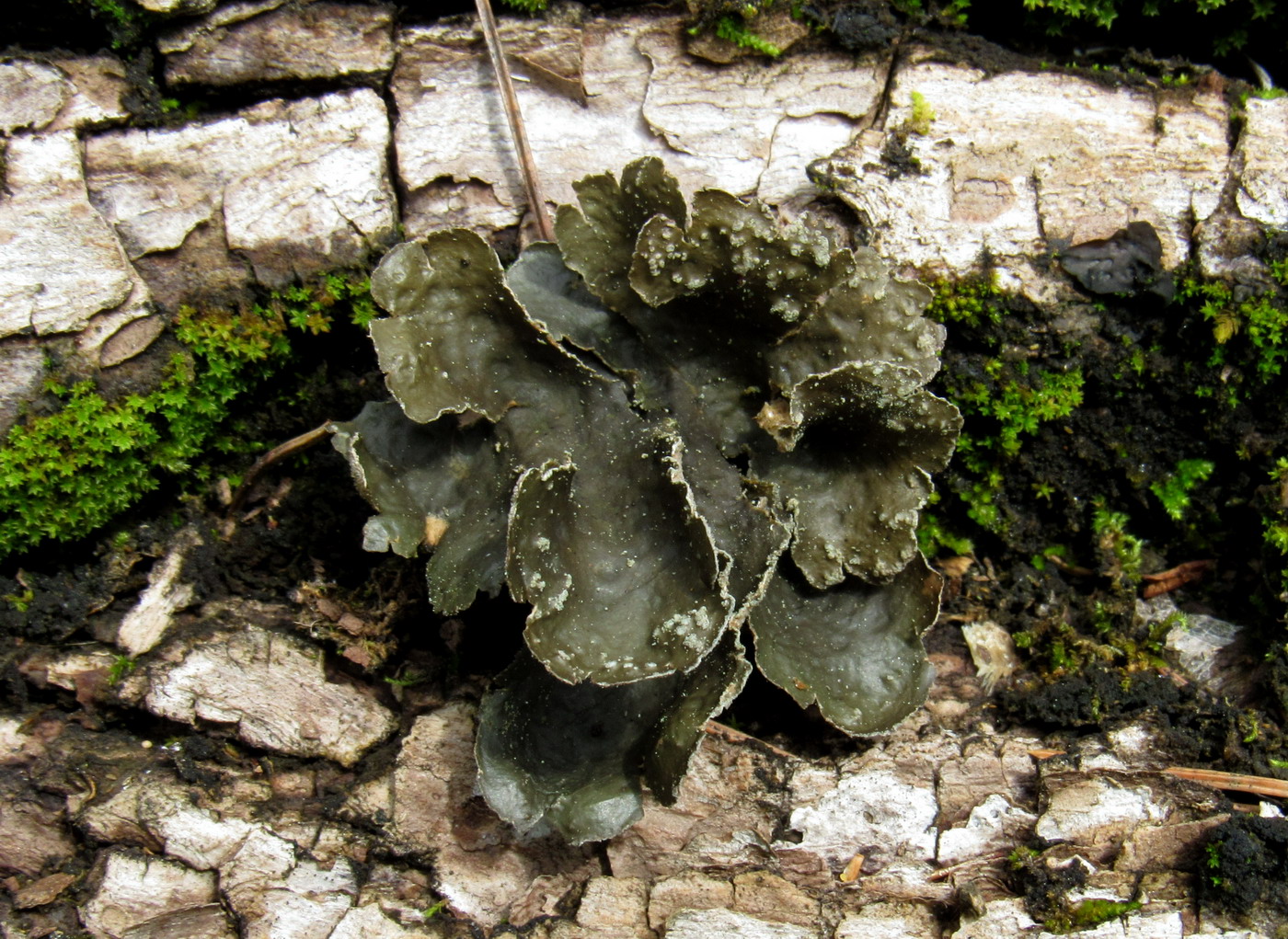 Image of Sticta limbata specimen.
