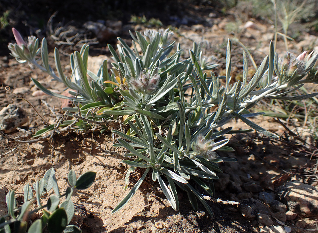 Image of Convolvulus oleifolius specimen.