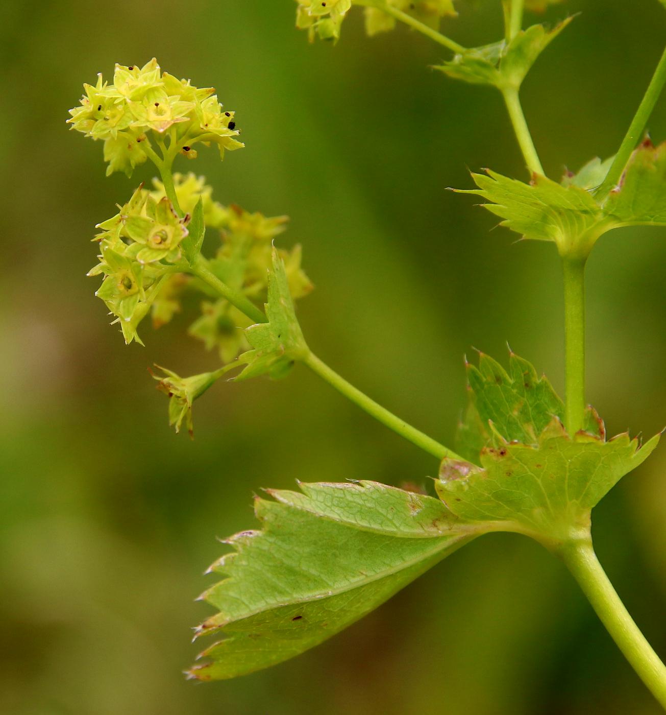 Изображение особи Alchemilla glabra.