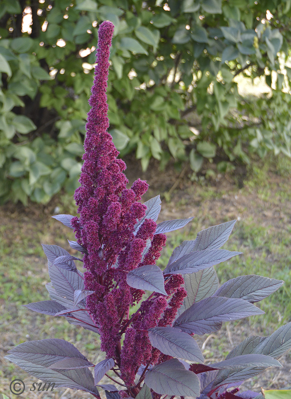 Image of Amaranthus hypochondriacus specimen.