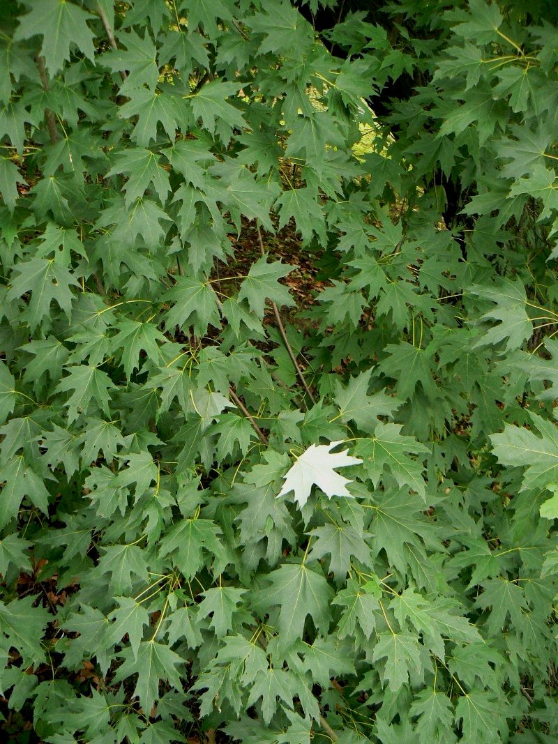 Image of Acer saccharinum specimen.