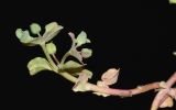 Euphorbia chamaepeplus