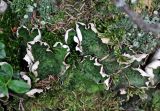 Peltigera aphthosa. Таллом на почве. Башкирия, Белорецкий р-н, гора Большой Иремель, ≈ 1000 м н.у.м., смешанный лес. 30.07.2019.