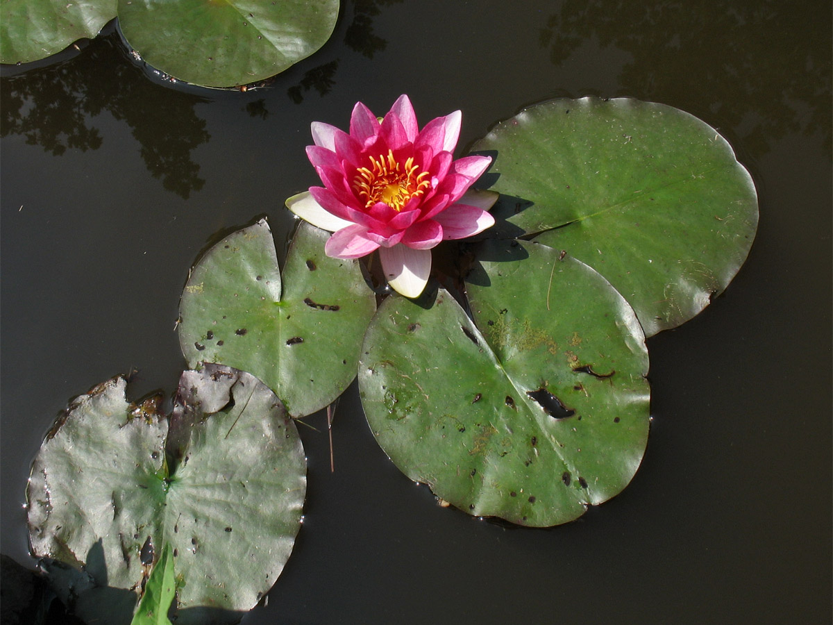 Image of Nymphaea &times; marliacea specimen.