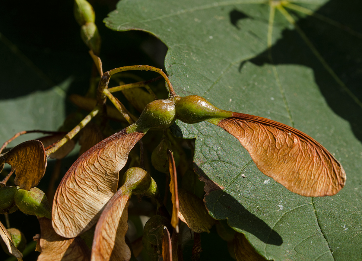 Image of Acer pseudoplatanus specimen.