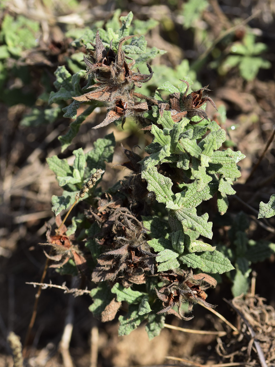 Image of Cistus crispus specimen.