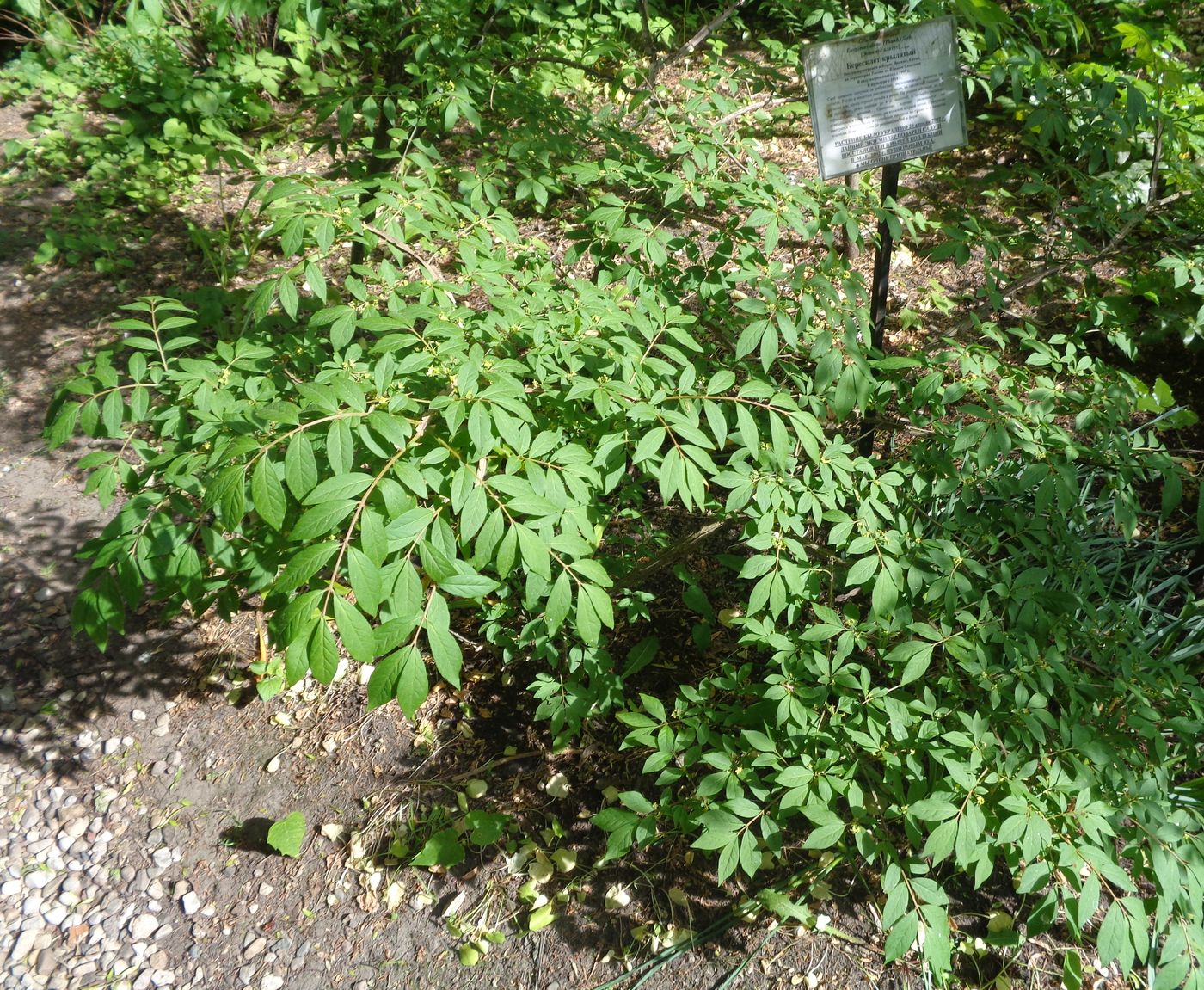 Изображение особи Euonymus alatus.