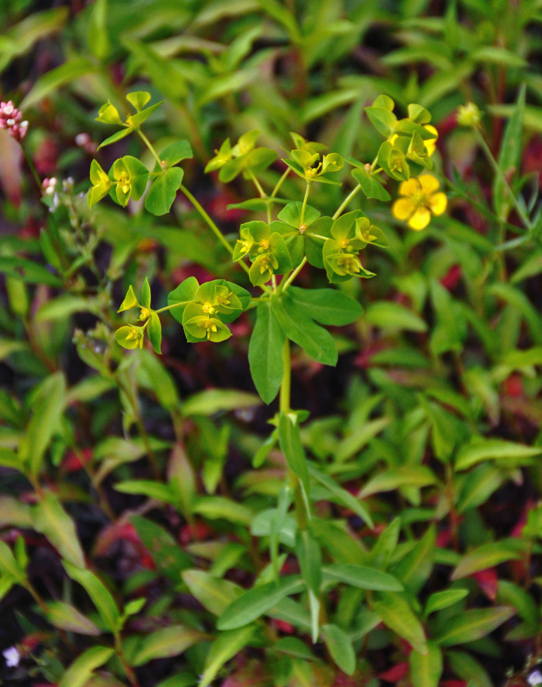 Изображение особи род Euphorbia.