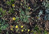 genus Potentilla. Цветущее растение. Алтай, Кош-Агачский р-н, Курайская степь, окр. с. Курай, ≈ 1600 м н.у.м., сухой склон. 11.06.2019.