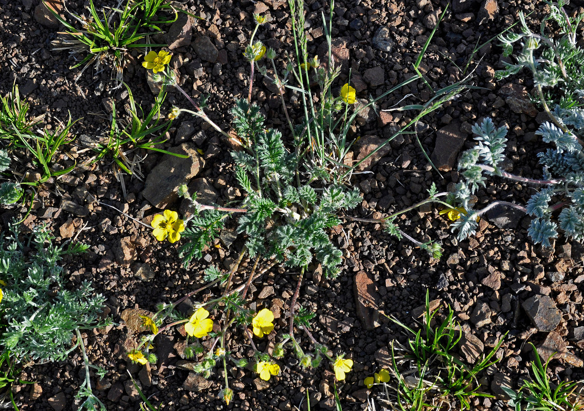 Image of genus Potentilla specimen.