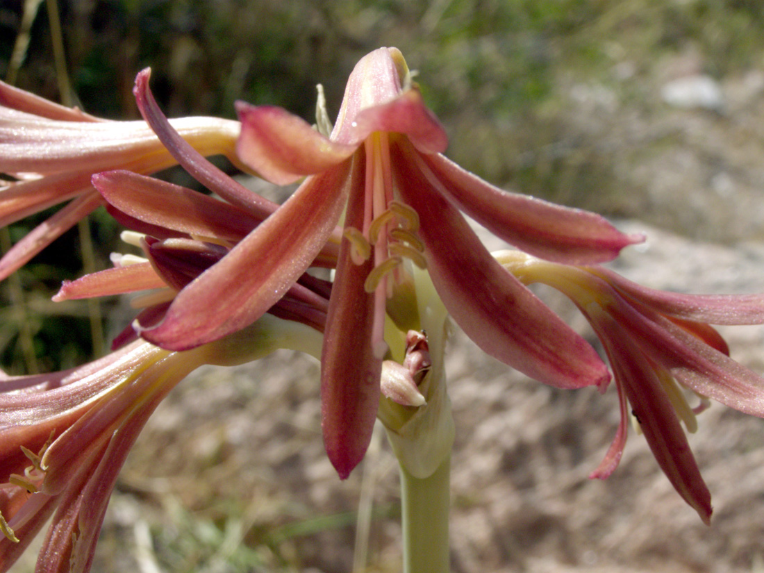 Image of Ungernia sewerzowii specimen.