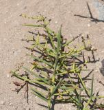 Scutia spicata