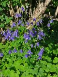 genus Aquilegia. Верхушки цветущих растений. Алтай, Шебалинский р-н, Горно-Алтайский ботанический сад, в культуре. 09.06.2019.