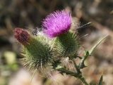 Cirsium vulgare