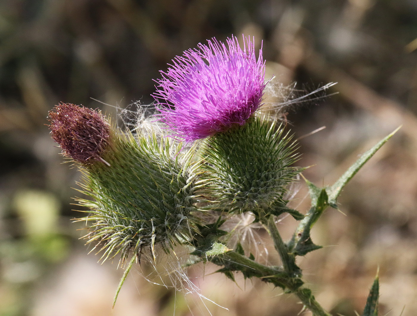 Изображение особи Cirsium vulgare.