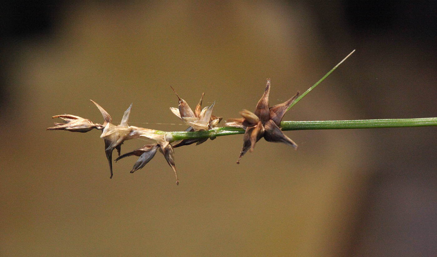 Изображение особи Carex echinata.