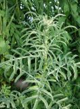 Centaurea iberica