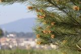 Pinus halepensis