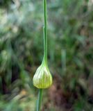 Allium oleraceum. Нераскрывшееся соцветие. Украина, Черкасская обл., Каневский р-н, Региональный ландшафтный парк \"Трахтемиров\", обочина грунтовой дороги. 3 июля 2010 г.