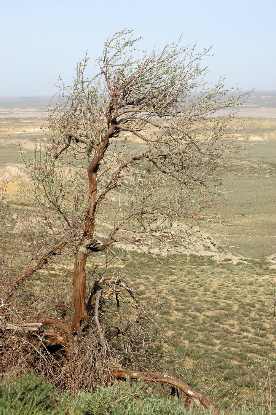Image of Elaeagnus oxycarpa specimen.