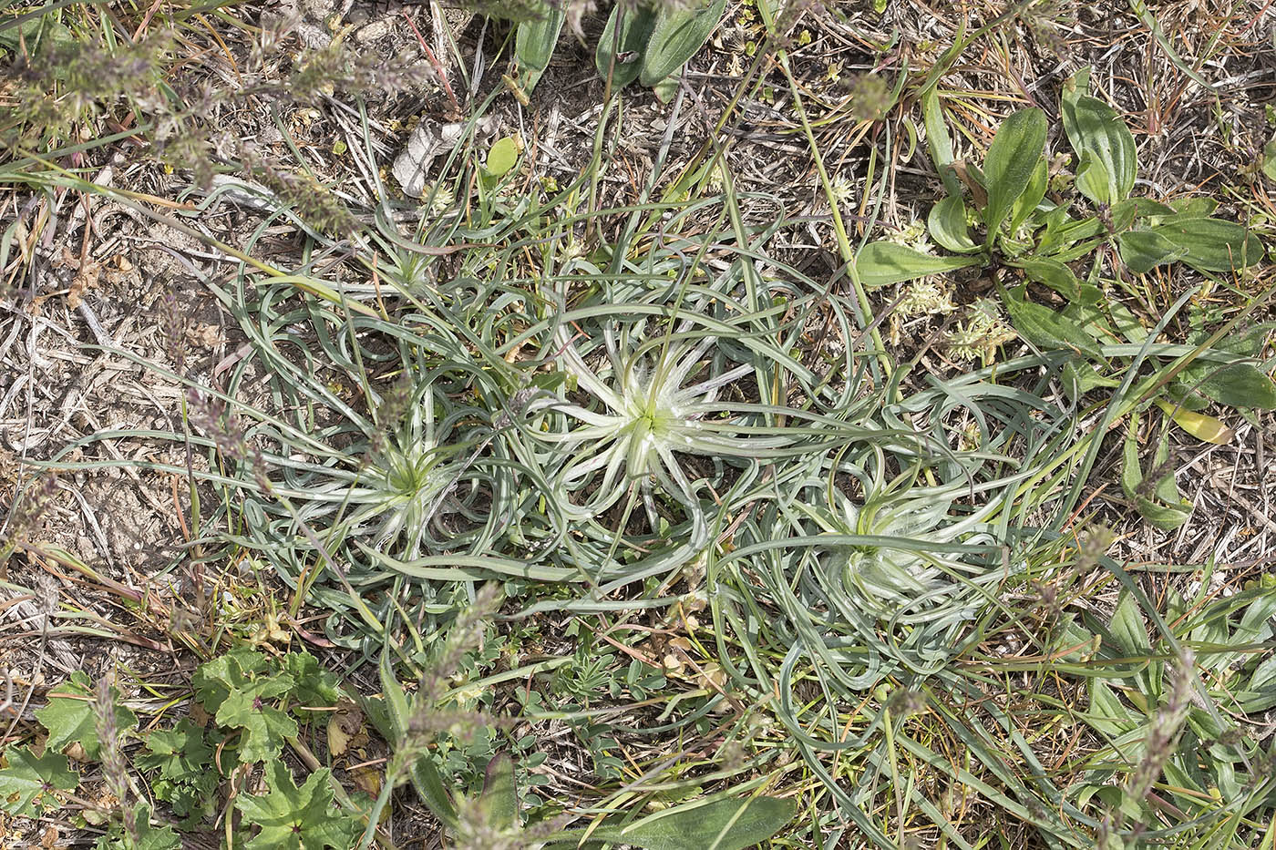 Image of genus Scorzonera specimen.