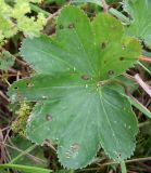 Alchemilla xanthochlora. Лист, верхняя поверхность с грибными поражениями. Ярославская обл., Пошехонский р-н, окр. с. Владычное, луг на 15-летней залежи. 26.08.2019.