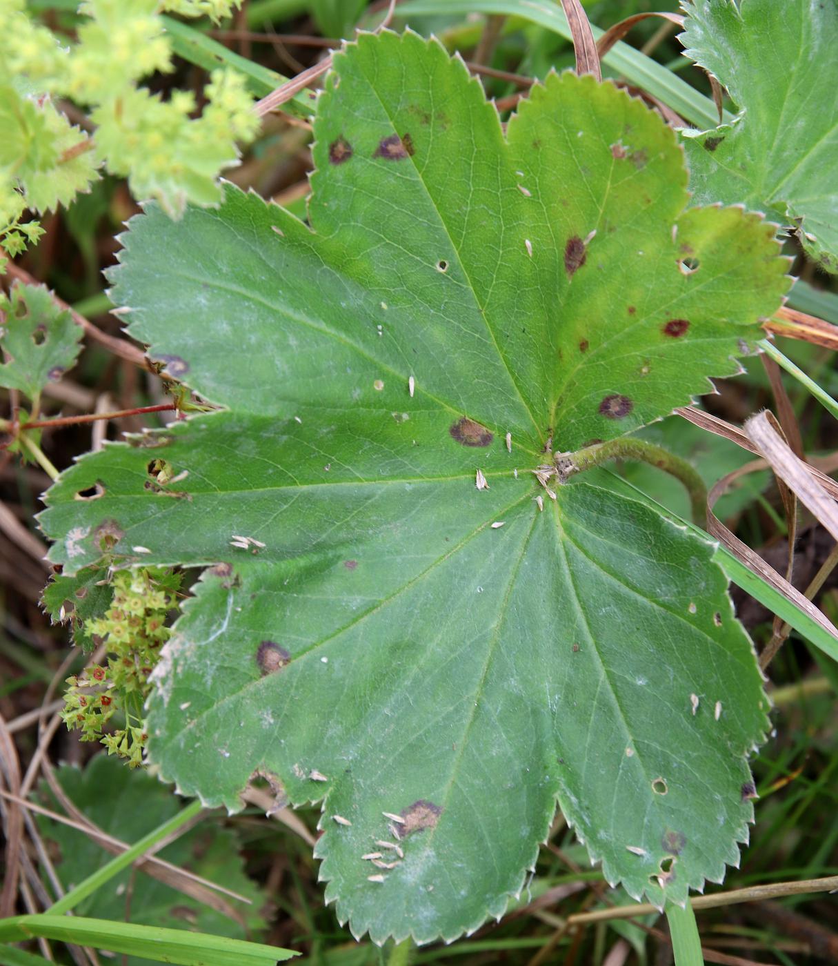 Изображение особи Alchemilla xanthochlora.