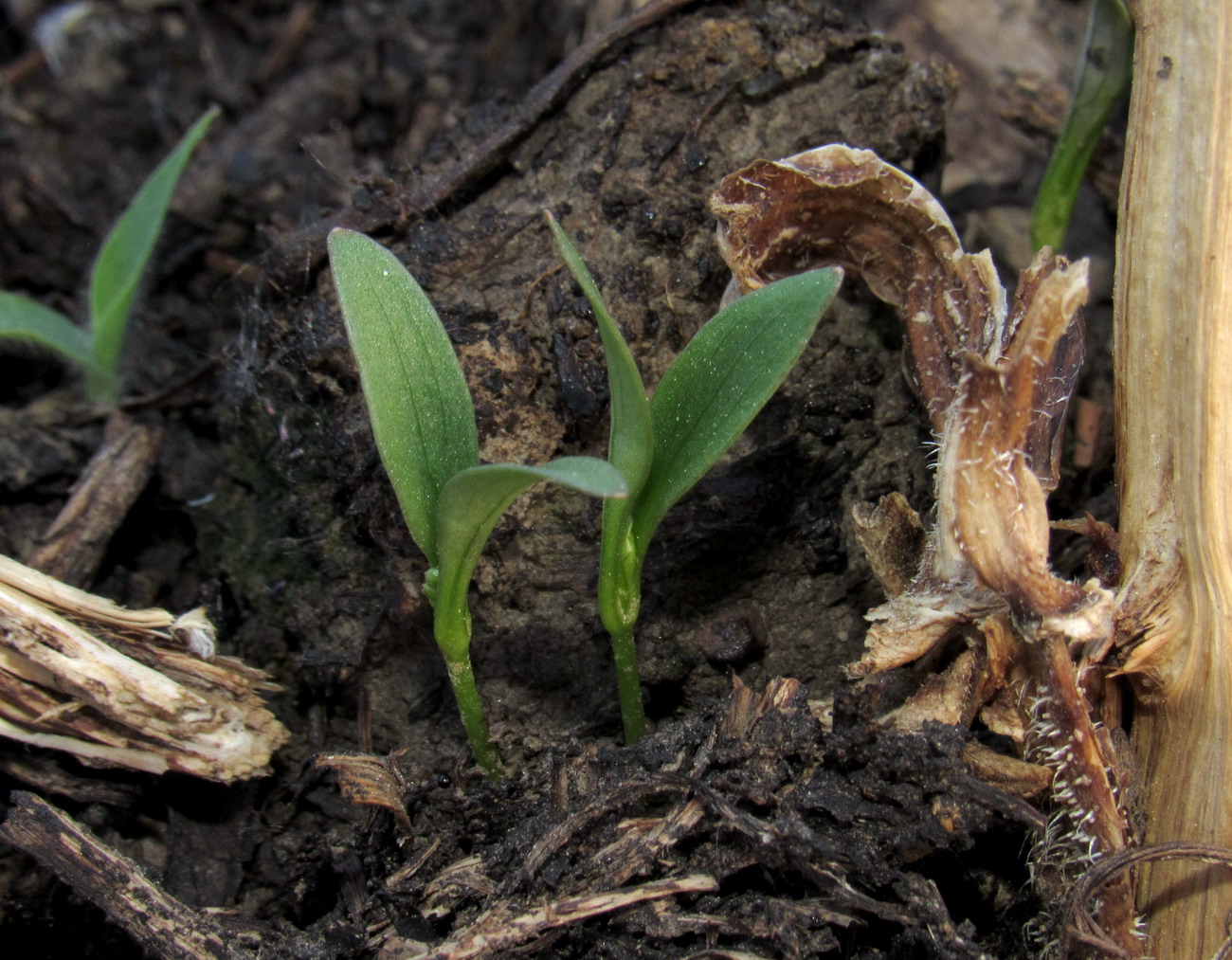 Image of Coriandrum sativum specimen.