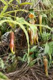 Nepenthes sanguinea