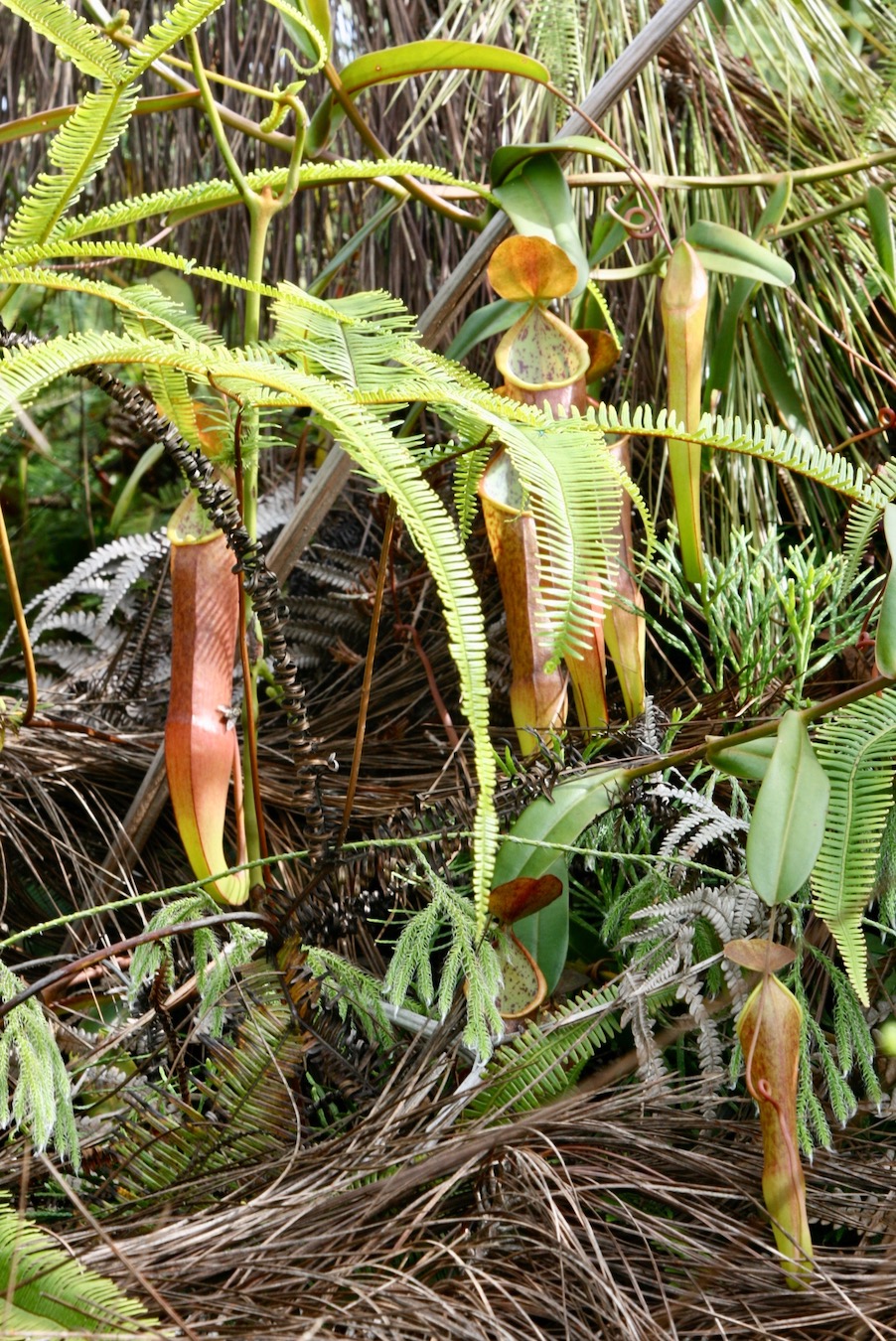 Изображение особи Nepenthes sanguinea.