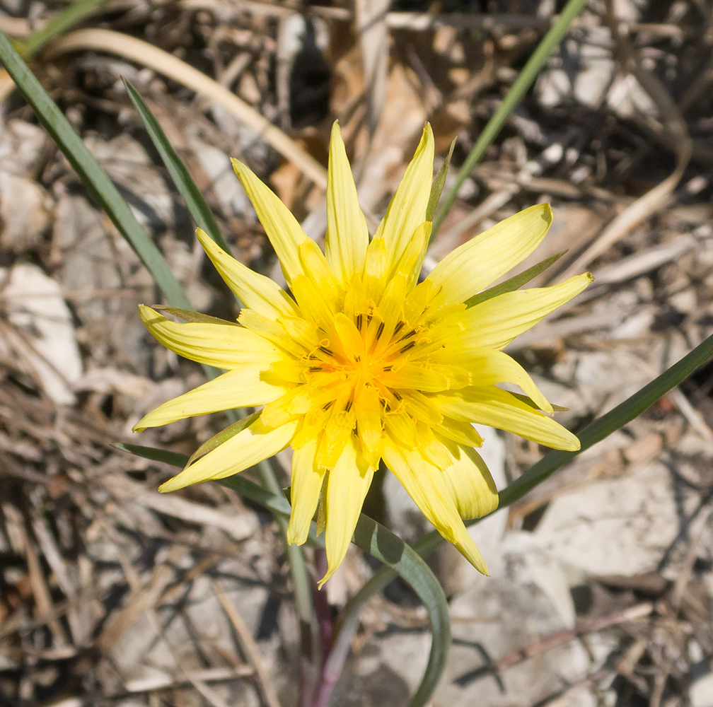 Изображение особи Tragopogon brevirostris.