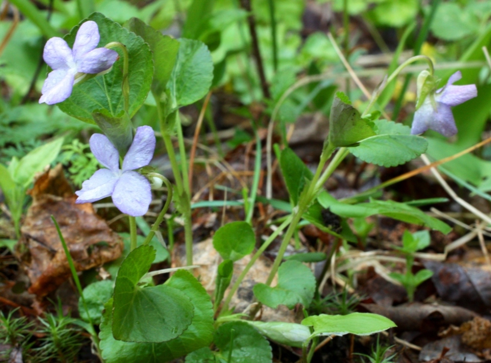 Изображение особи Viola sacchalinensis.