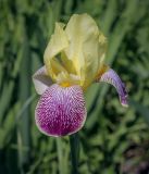 Iris variegata