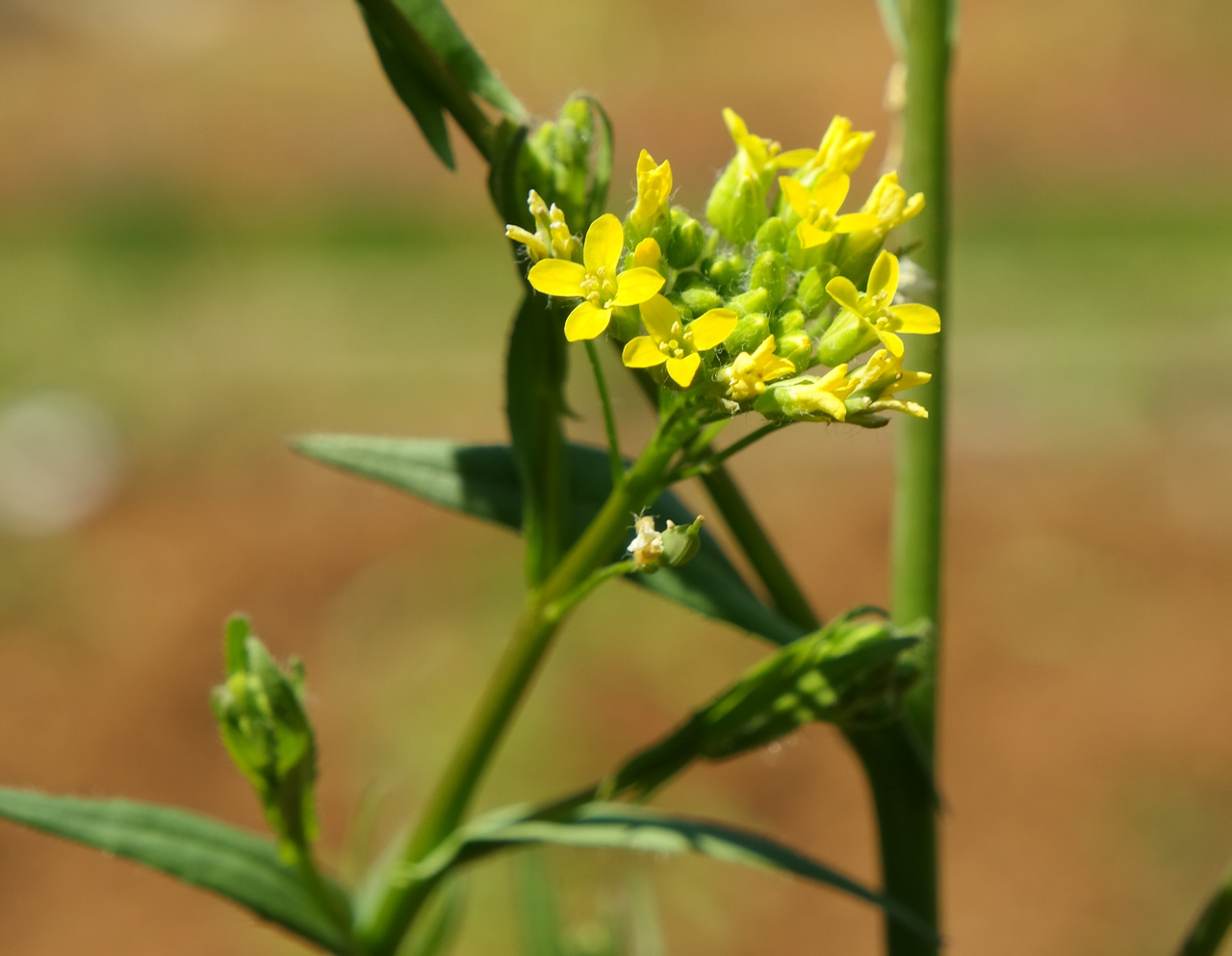 Image of genus Camelina specimen.