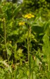 Diplotaxis tenuifolia